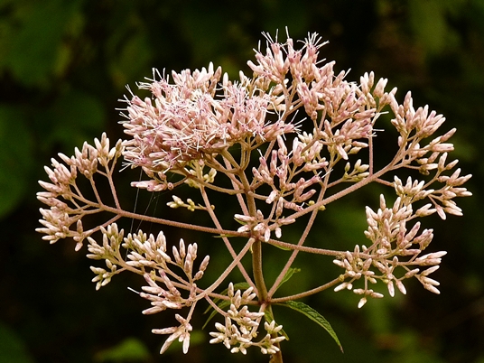 {Eutrochium fistulosum}